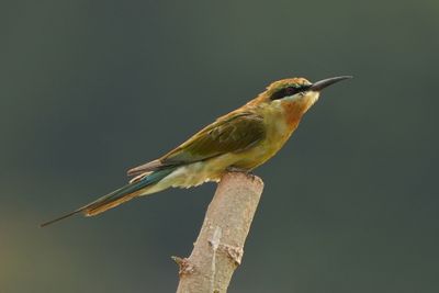BLUE-TAILED BEE-EATER - BYZ09882a.jpg
