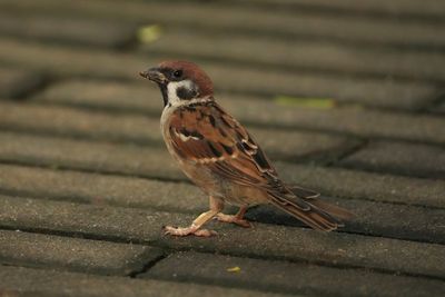 EURASIAN TREE SPARROW - BYZ01472x.jpg