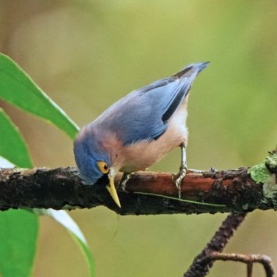 SULPHUR-BILLED NUTHATCH - BYZ01701a.jpg