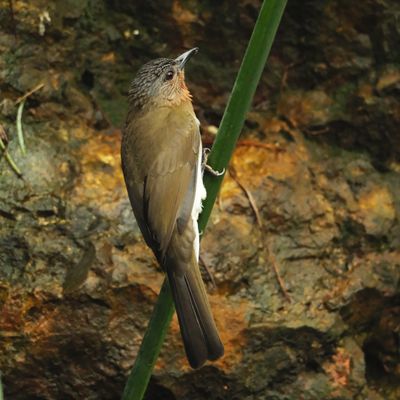PHILIPPINE BULBUL - DSCF2995a.jpg
