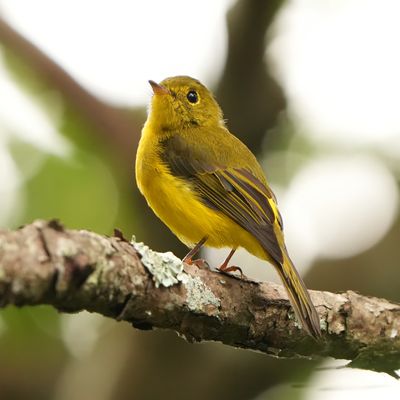 CITRINE CANARY FLYCATCHER - BYZ00483x.jpg