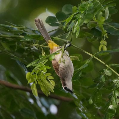 YELLOW-VENTED BULBUL - BYZ01372a.jpg