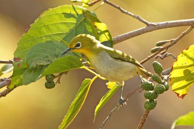 WARBLING WHITE-EYE - BYZ08707a.jpg