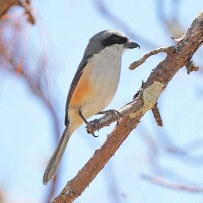MOUNTAIN SHRIKE - BYZ06966a.jpg