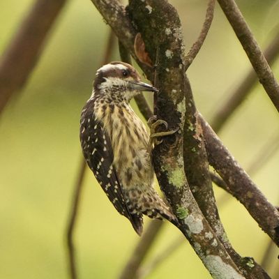 PHILIPPINE PYGMY WOODPECKER - BYZ01624a.jpg