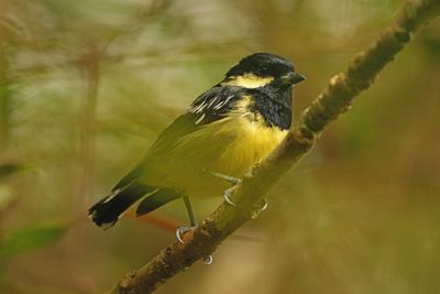 ELEGANT TIT - BYZ00048a.jpg