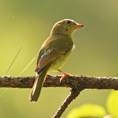 GREEN-BACKED WHISTLER - BYZ00639x.jpg