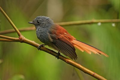 BLUE-HEADED FANTAIL - BYZ00411x.jpg