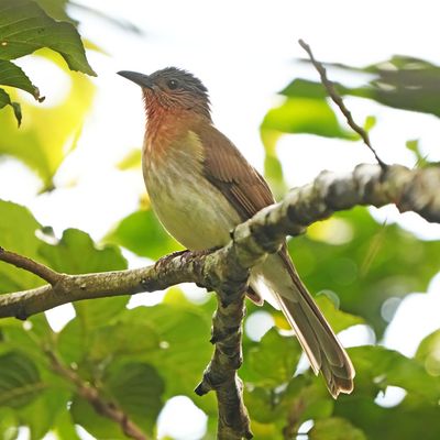 PHILIPPINE BULBUL - BYZ01617x.jpg