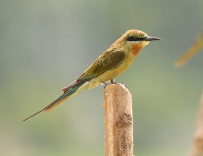 BLUE-TAILED BEE-EATER - BYZ09920a.jpg