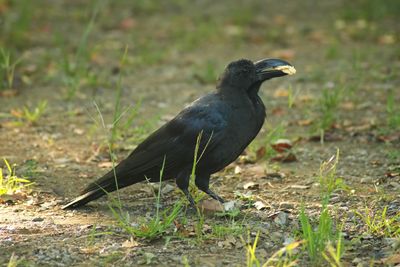 LARGE-BILLED CROW - BYZ01963x.jpg