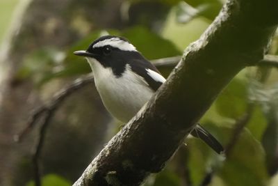 LITTLE PIED FLYCATCHER - BYZ02030x.jpg