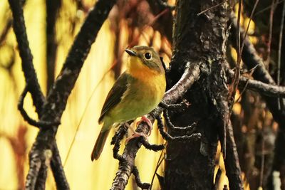 BUNDOK FLYCATCHER - BYZ02054x.jpg
