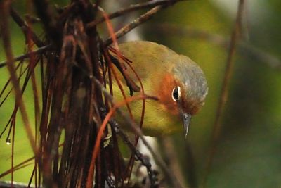 CHESTNUT-FACED BABBLER - BYZ02133x.jpg