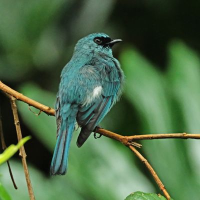 TURQUOISE FLYCATCHER - DSCF3021a.jpg
