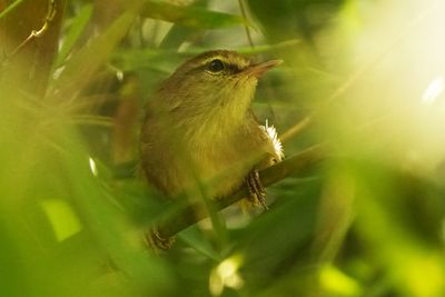 PHILIPPINE BUSH WARBLER - BYZ02273x.jpg