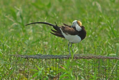 PHEASANT-TAILED JACANA - DSCF2649x.jpg