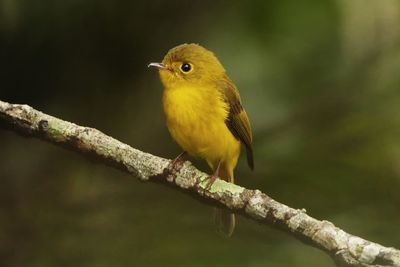 CITRINE CANARY FLYCATCHER - BYZ02079x.jpg