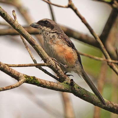 MOUNTAIN SHRIKE - BYZ00228a.jpg
