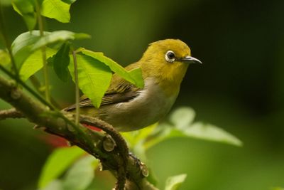 WARBLING WHITE-EYE - BYZ00080a.jpg