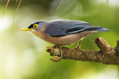 SULPHUR-BILLED NUTHATCH - BYZ02208x.jpg