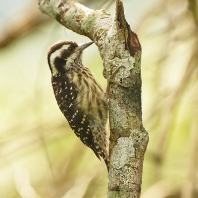 PHILIPPINE PYGMY WOODPECKER - BYZ01658a.jpg