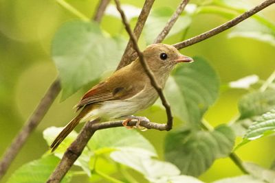 GREEN-BACKED WHISTLER - BYZ01627a.jpg