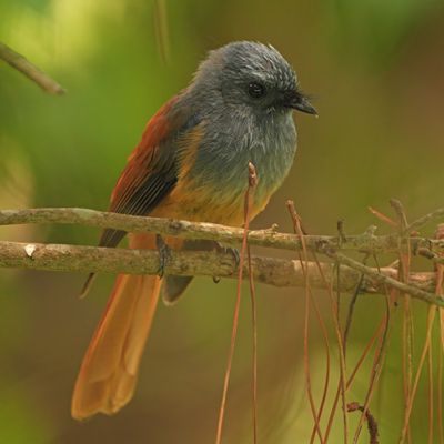 BLUE-HEADED FANTAIL - BYZ08895x.jpg