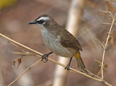 YELLOW-VENTED BULBUL - DSCF0255a.jpg