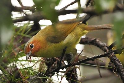 CHESTNUT-FACED BABBLER - BYZ02160x.jpg