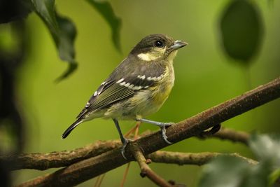 ELEGANT TIT - BYZ01718x.jpg
