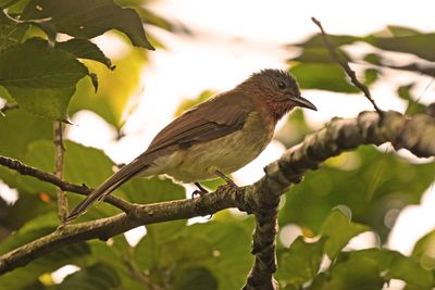 PHILIPPINE BULBUL - BYZ01620x.jpg