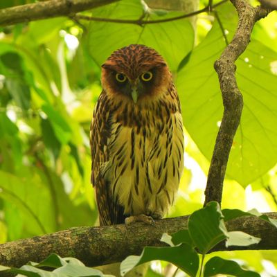 PHILIPPINE EAGLE-OWL - BYZ02506x.jpg