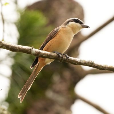BROWN SHRIKE - BYZ02705a.jpg