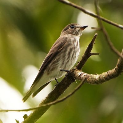GREY-STREAKED FLYCATCHER - BYZ02730x.jpg