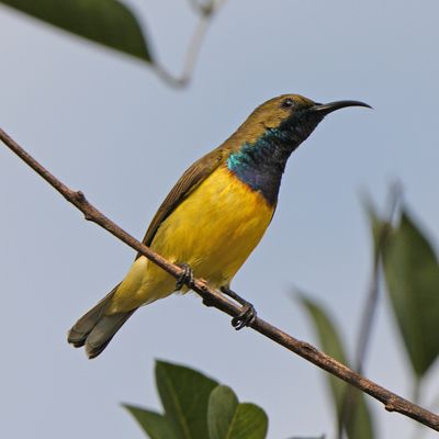 GARDEN SUNBIRD - BYZ02614a.jpg
