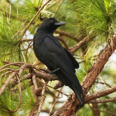 PHILIPPINE JUNGLE CROW - BYZ02619a.jpg