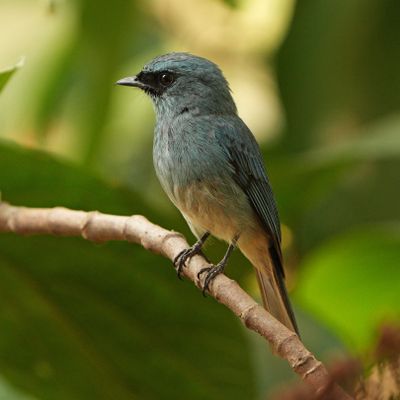 TURQUOISE FLYCATCHER - BYZ08035a.jpg