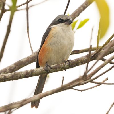 MOUNTAIN SHRIKE - BYZ08349a.jpg