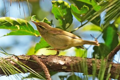 ARCTIC WARBLER - BYZ02762x.jpg