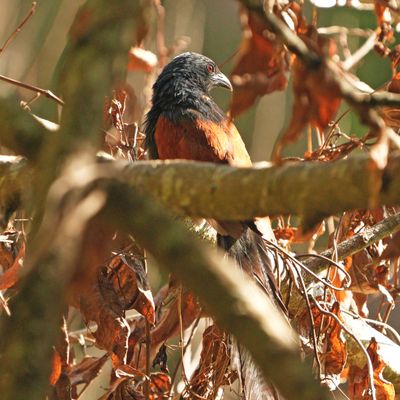 PHILIPPINE COUCAL - BYZ08737a.jpg
