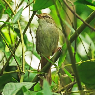 PHILIPPINE BUSH WARBLER - DSCF2523x.jpg