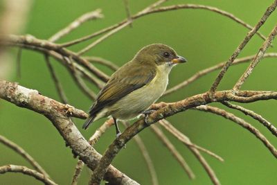BICOLORED FLOWERPECKER - DSCF3247a.jpg