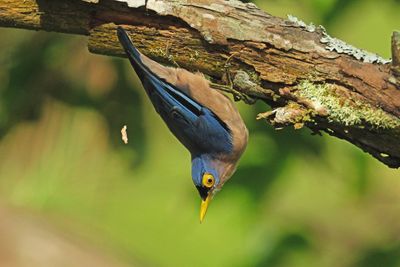 SULPHUR-BILLED NUTHATCH - DSCF3260aa.jpg