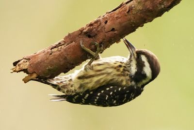 PHILIPPINE PYGMY WOODPECKER - BYZ02296x.jpg