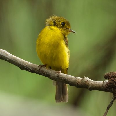 CITRINE CANARY FLYCATCHER - DSCF2444x.jpg