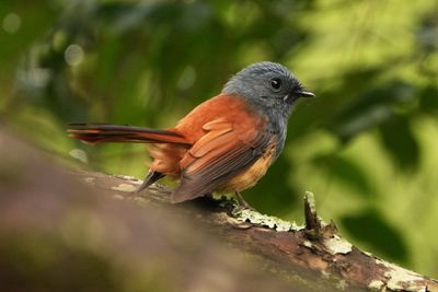 BLUE-HEADED FANTAIL - BYZ02738a.jpg