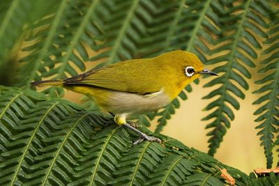 WARBLING WHITE-EYE - BYZ02186x.jpg