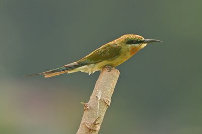 BLUE-TAILED BEE-EATER - BYZ09879a.jpg