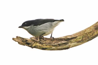 BICOLORED FLOWERPECKER - BYZ02862a.jpg